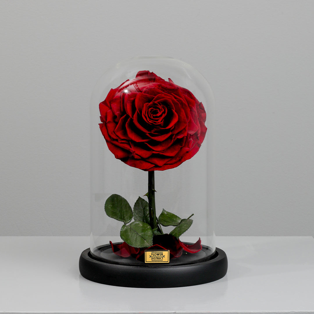 Ruby Red Small Preserved Rose Dome