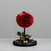 Ruby Red Small Preserved Rose Dome
