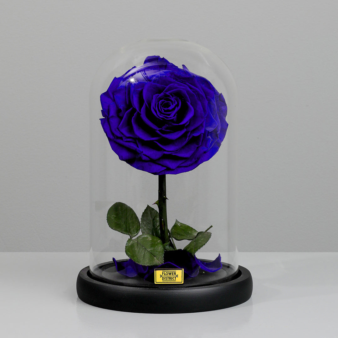 Sapphire Blue Small Preserved Rose Dome