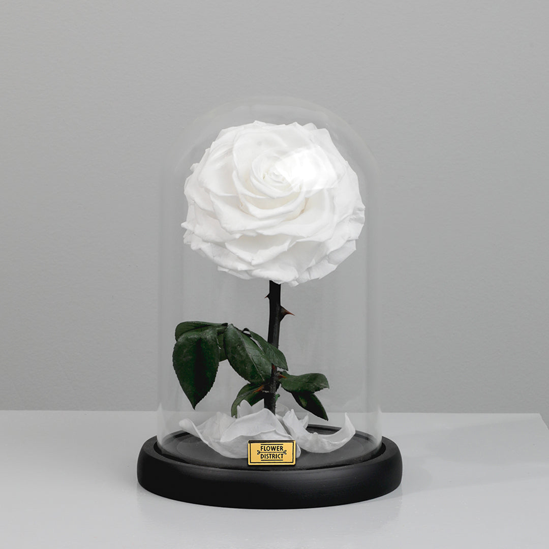 Snow White Single Preserved Rose Dome