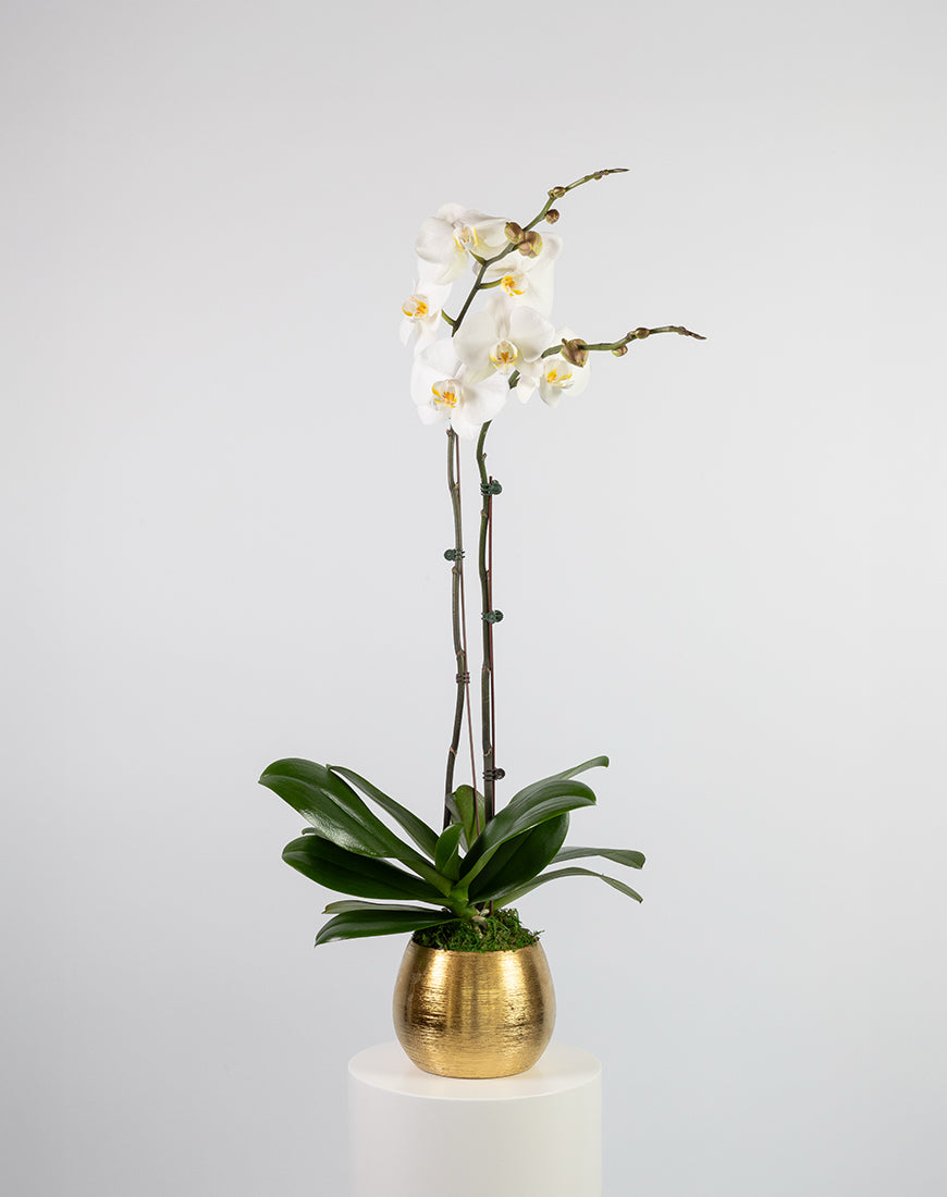 White Orchid Double Gold Vase