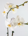 White Orchid Double Gold Vase - Image 2