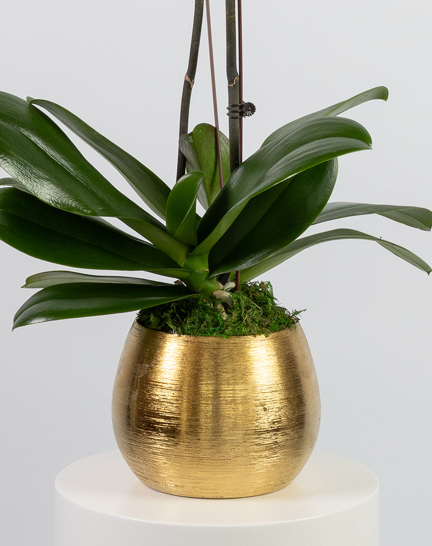 White Orchid Double Gold Vase - Image 3
