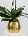 White Orchid Double Gold Vase - Image 3