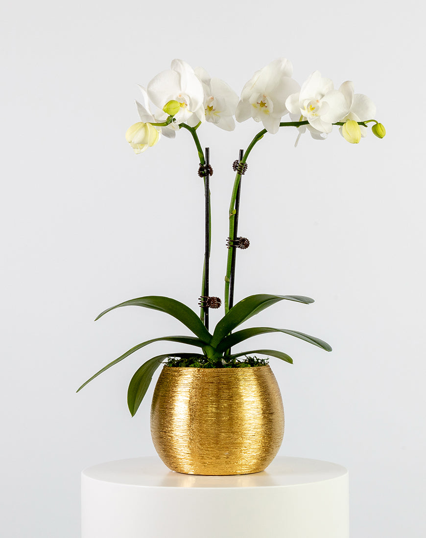 White Orchid Mini Double Gold Vase