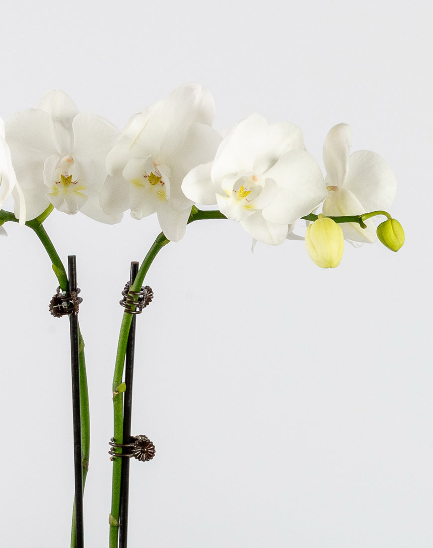 White Orchid Mini Double Gold Vase - Image 2