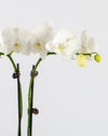 White Orchid Mini Double Gold Vase - Image 2