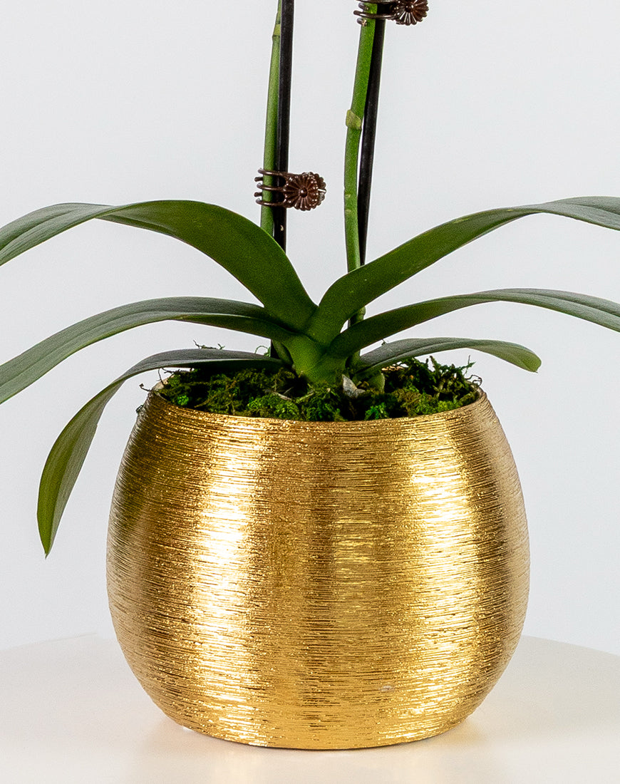 White Orchid Mini Double Gold Vase - Image 3
