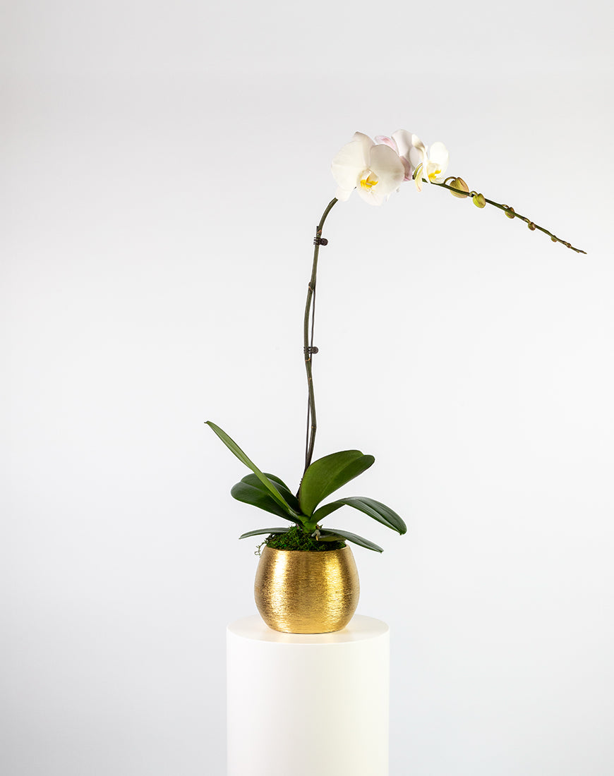 White Orchid Single Large Gold Vase