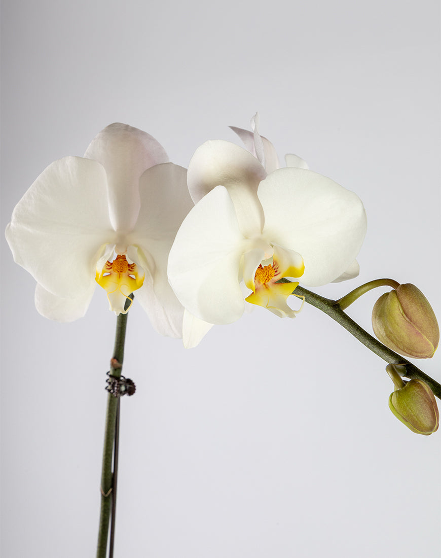 White Orchid Single Large Gold Vase - Image 2