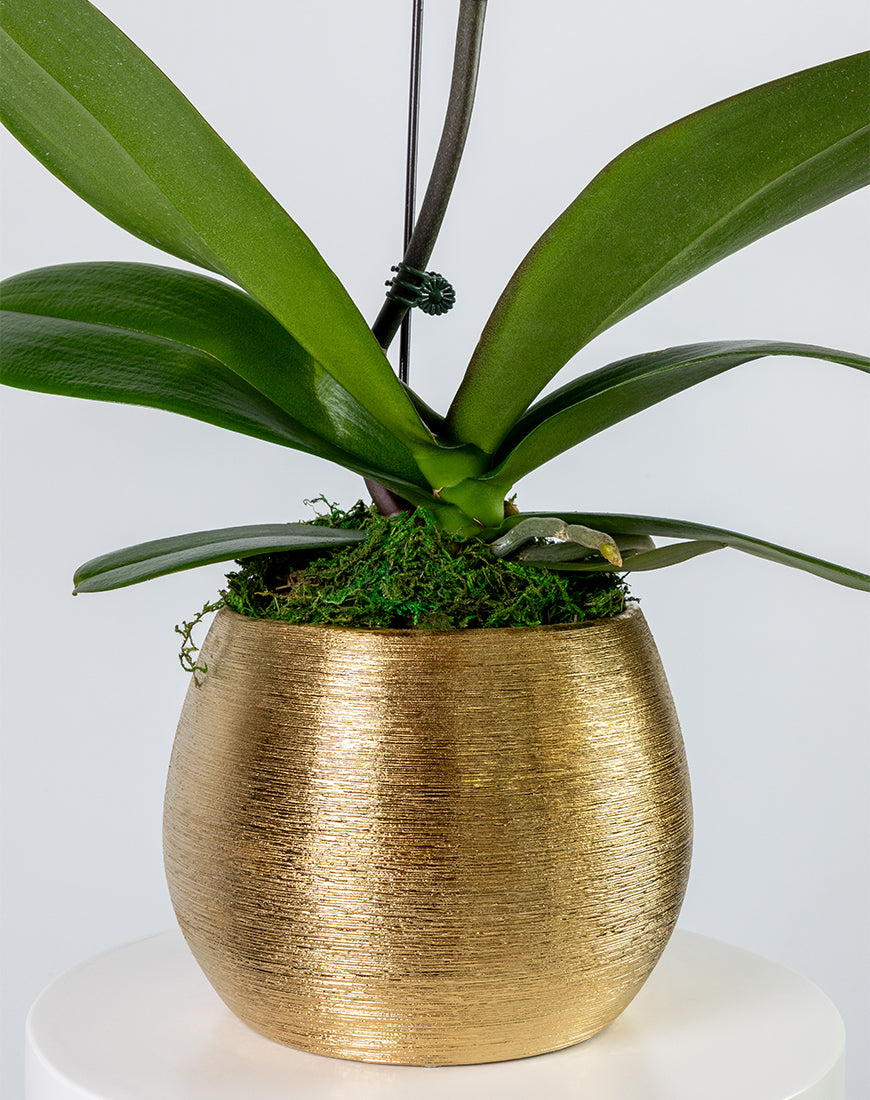 White Orchid Single Large Gold Vase - Image 3