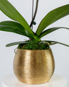 White Orchid Single Large Gold Vase - Image 3