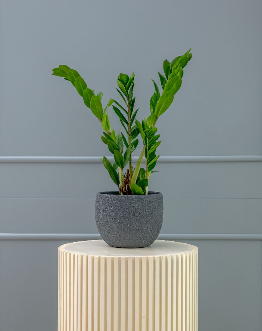 Picture of Zamioculcas Zamiifolia