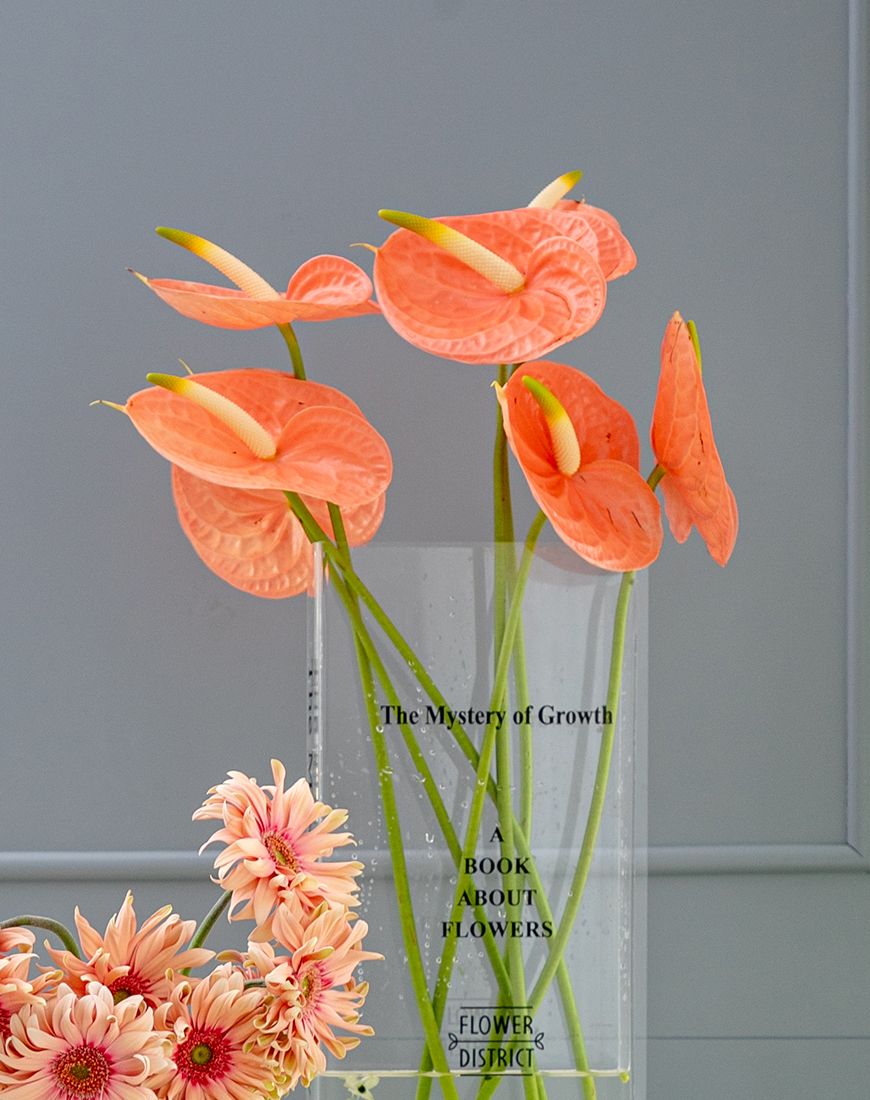 Picture of Book Vase Anthurium