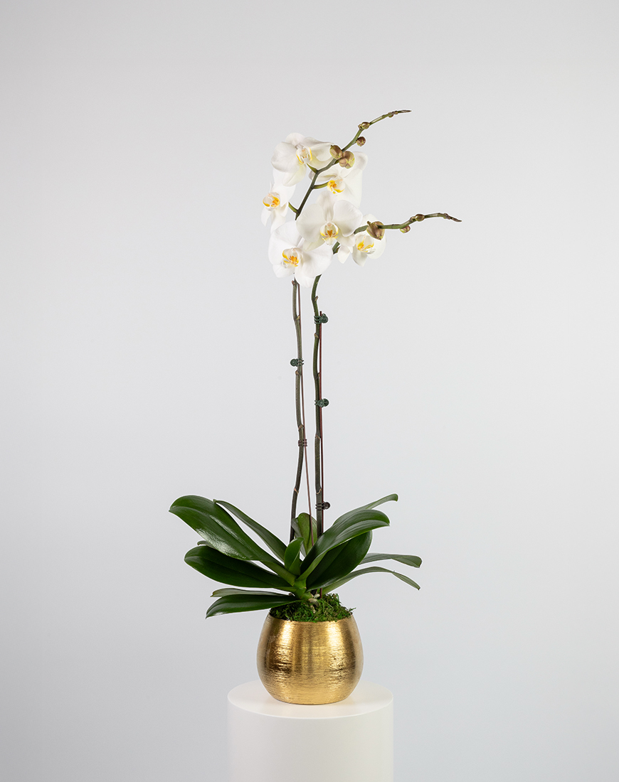 Picture of White Orchid Double Gold Vase