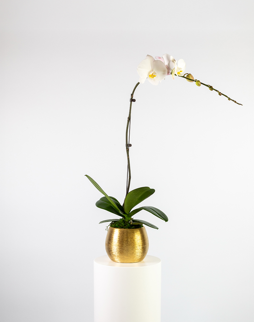 Picture of White Orchid Single Large Gold Vase