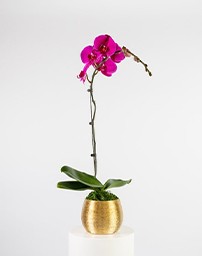 Picture for category Indoor Plants