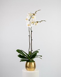 Picture for category Phalaenopsis