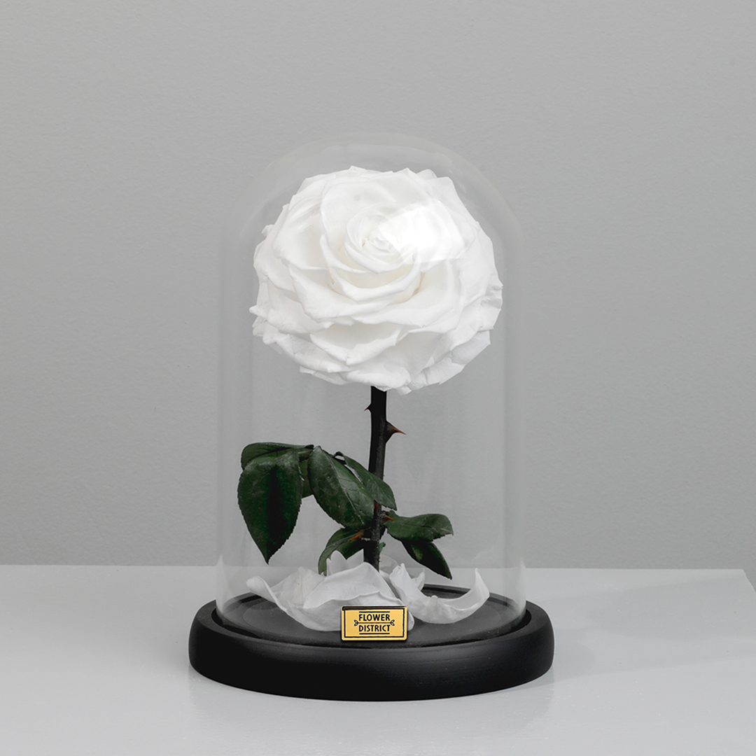 Picture of Snow White Single Preserved Rose Dome