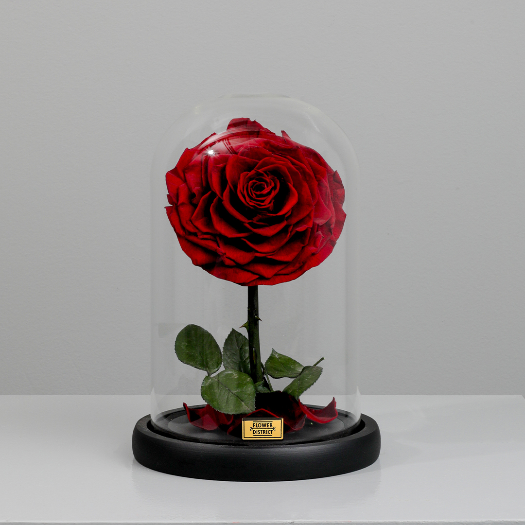Picture of Ruby Red Small Preserved Rose Dome