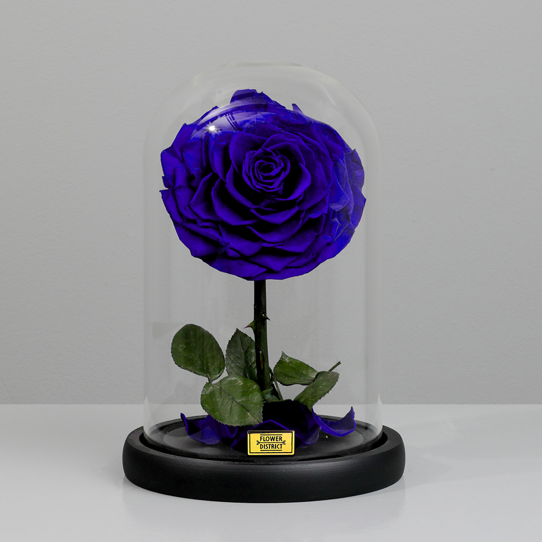 Picture of Sapphire Blue Small Preserved Rose Dome