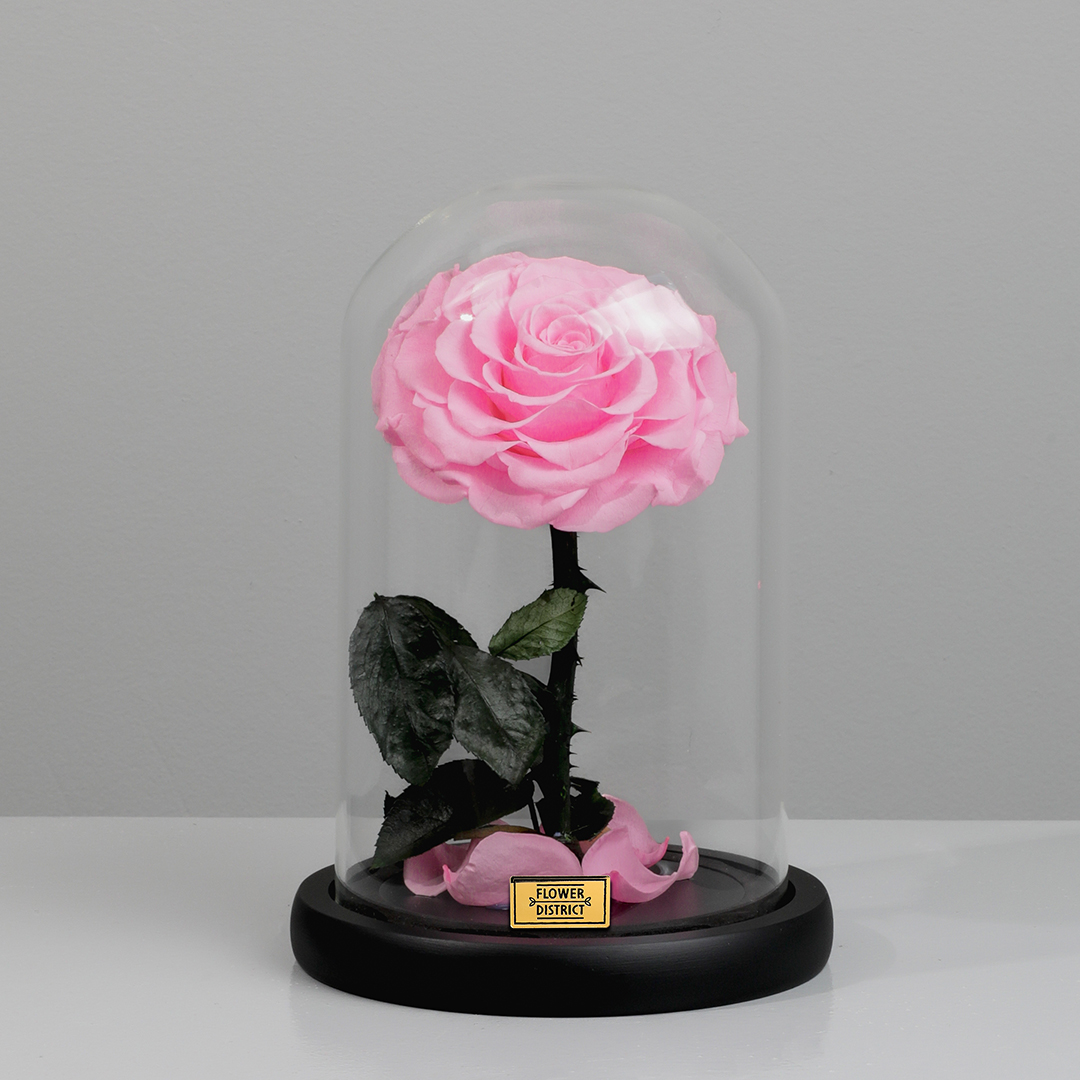 Picture of Blush Pink Preserved Rose Small Dome