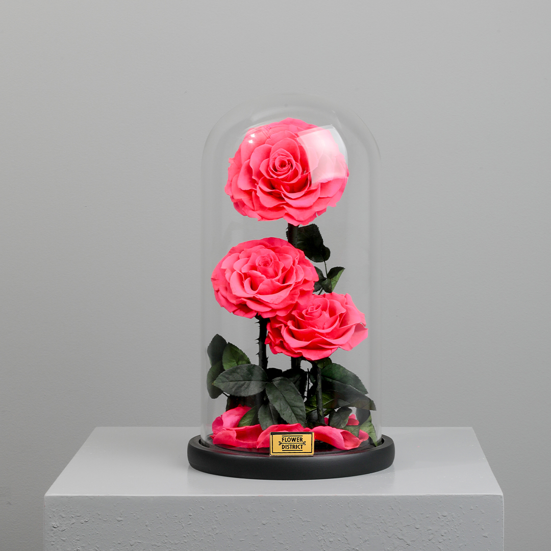 Picture of Blush Pink Dual Preserved Rose Big Dome