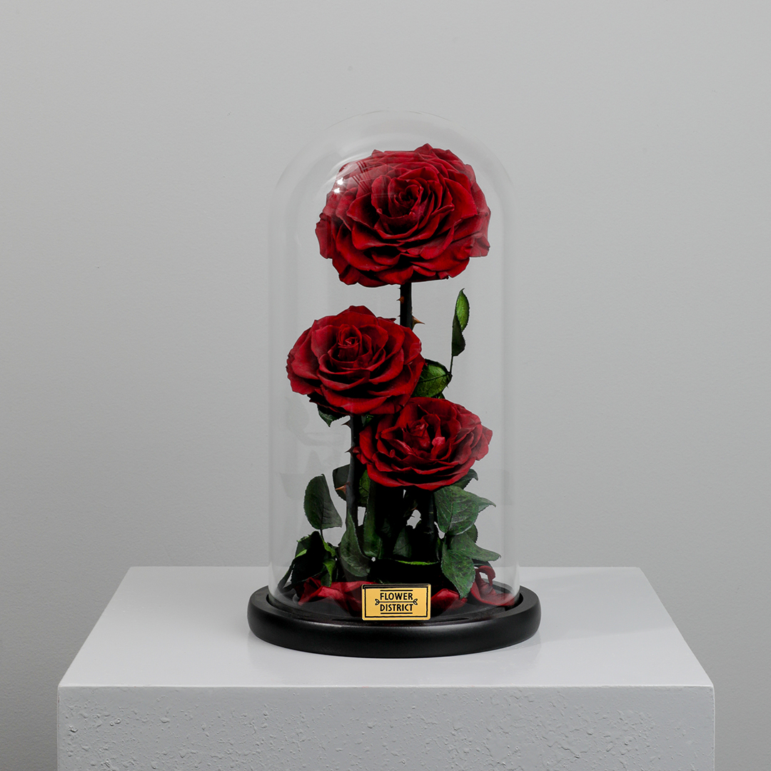Picture of Crimson Red Twin Preserved Rose Dome Big