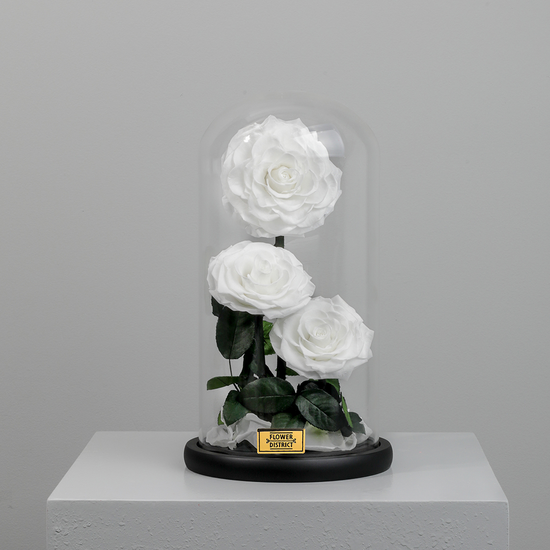 Picture of Pure White Twin Preserved Rose Dome Big