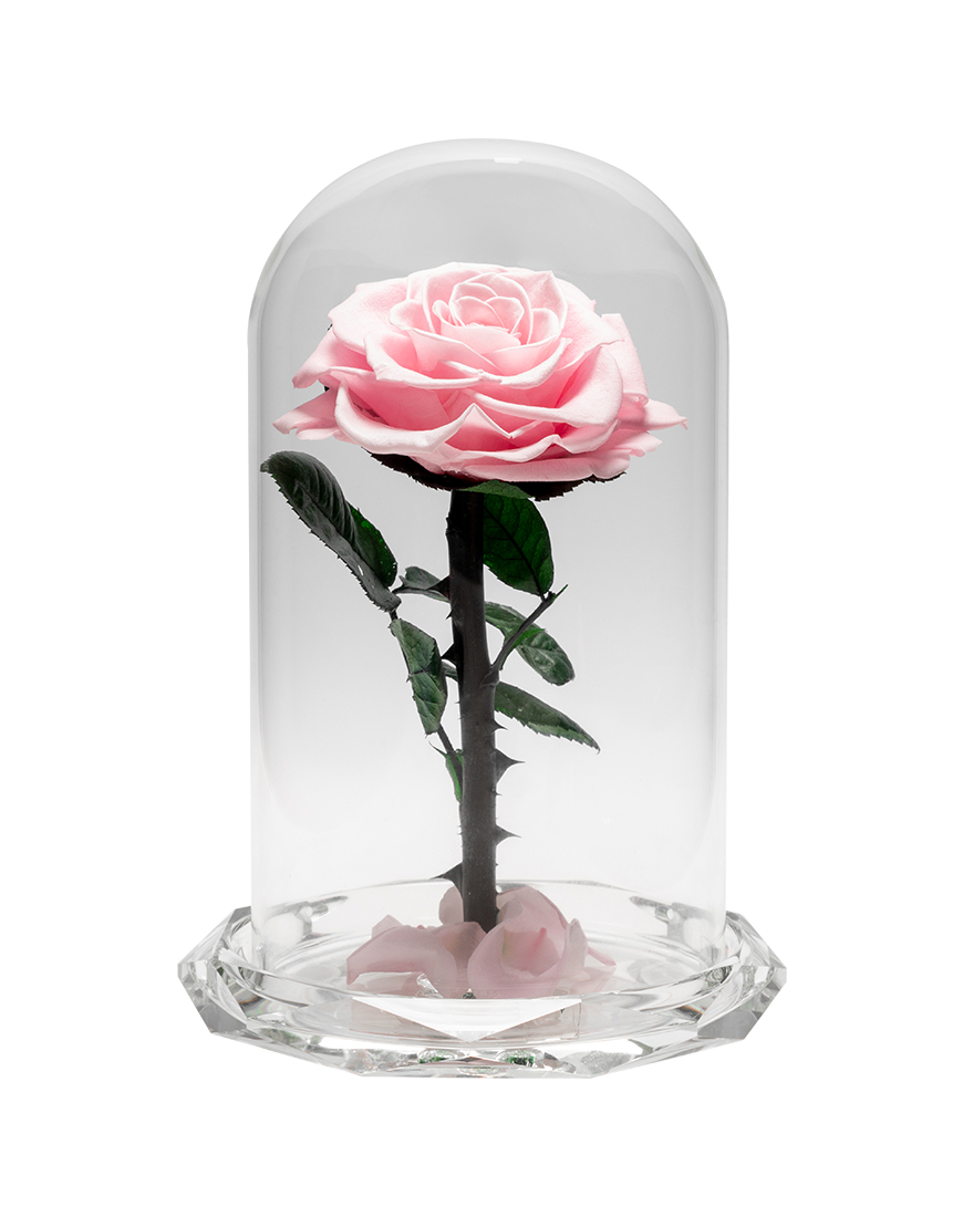 Picture of Blush Crystal Rose Valentine Special Preserved Flower