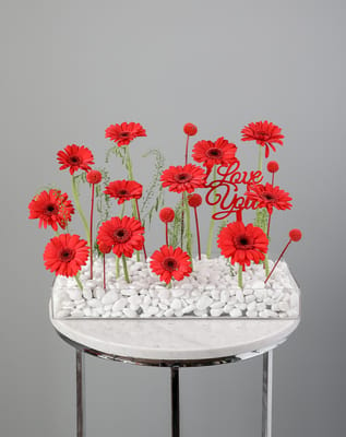 Valentine's Day Gerbera Flower